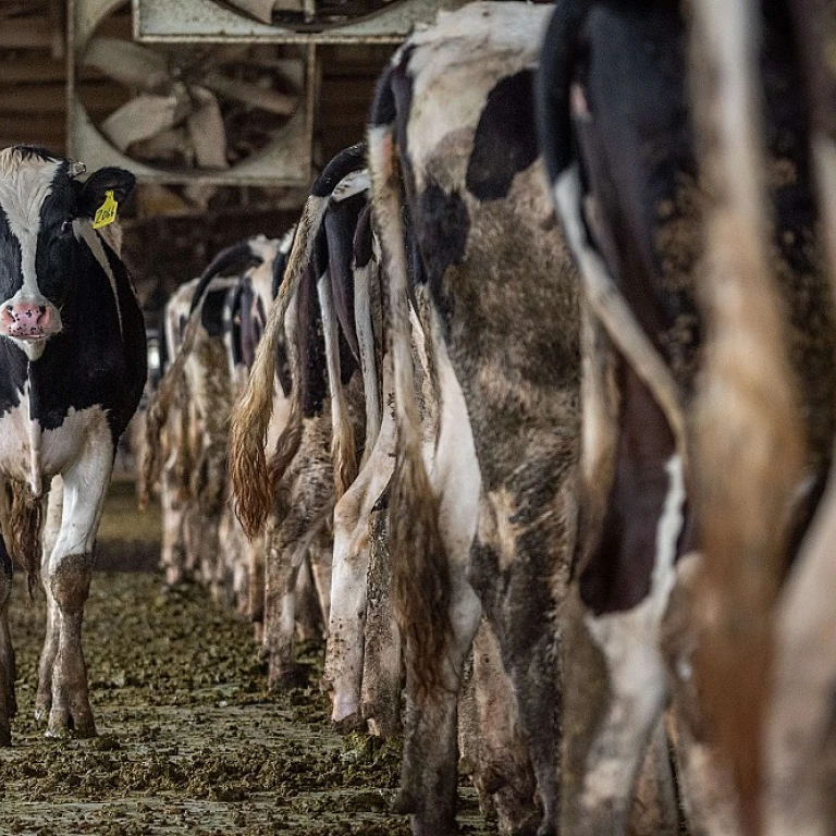 Les Secrets de la Production Laitière Bio en France